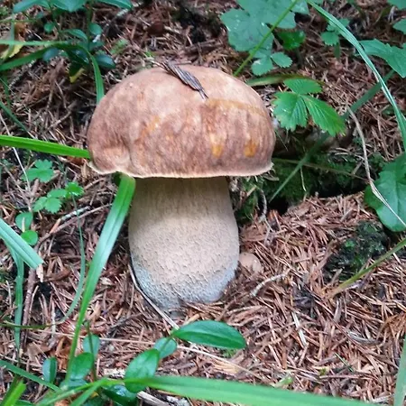 Appartamento Mansarda Accogliente Dolomiti